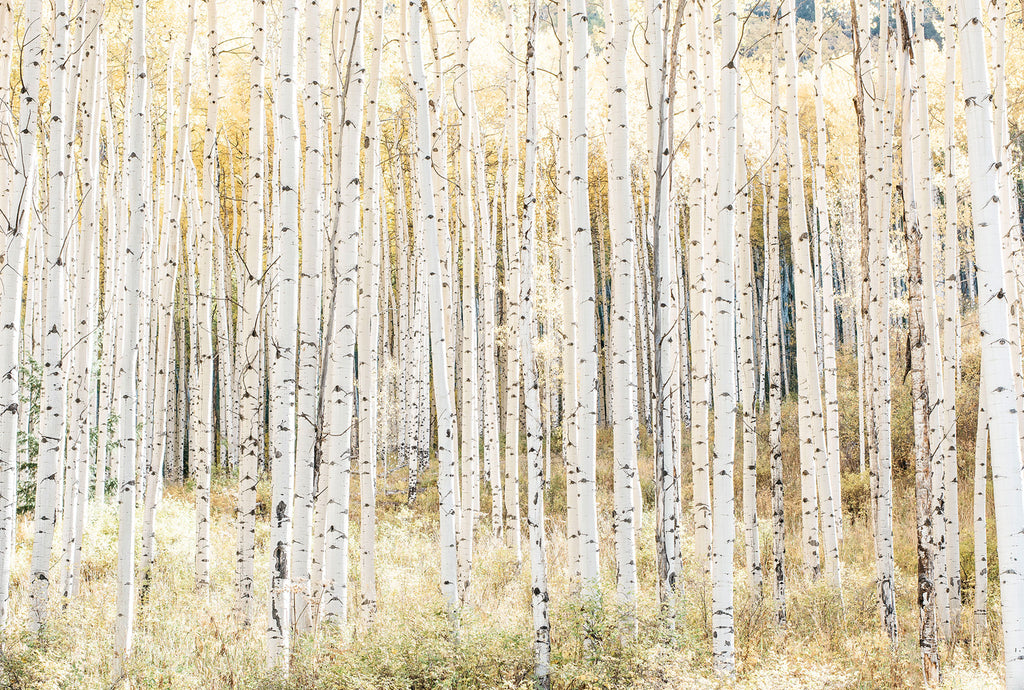 Golden Grove, Aspen