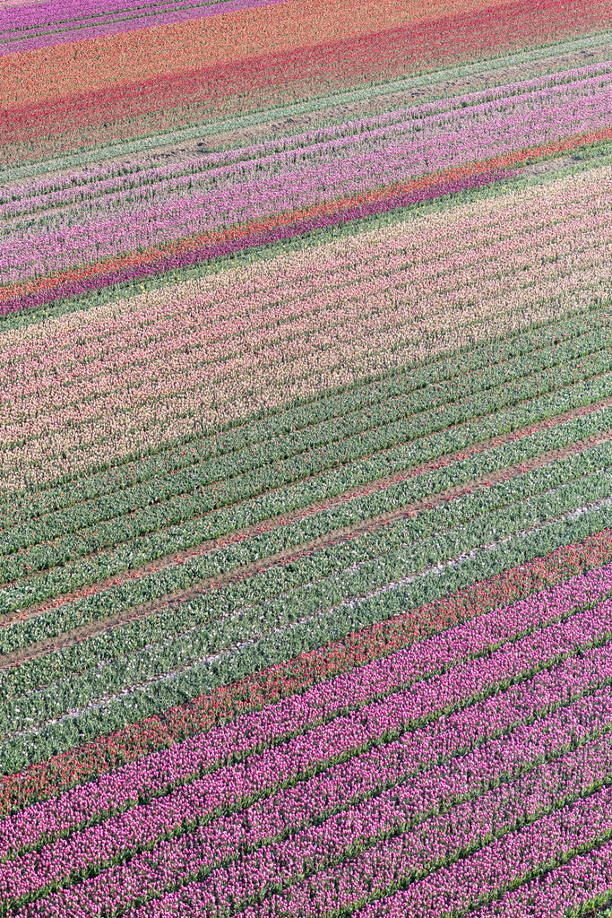 Rainbow Tulips 1 - Flora Collection - Print by Kate Holstein