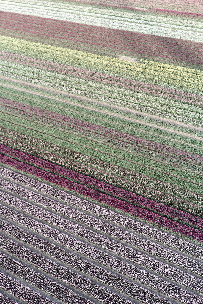 Shades of Purple - Flora Collection - Print by Kate Holstein