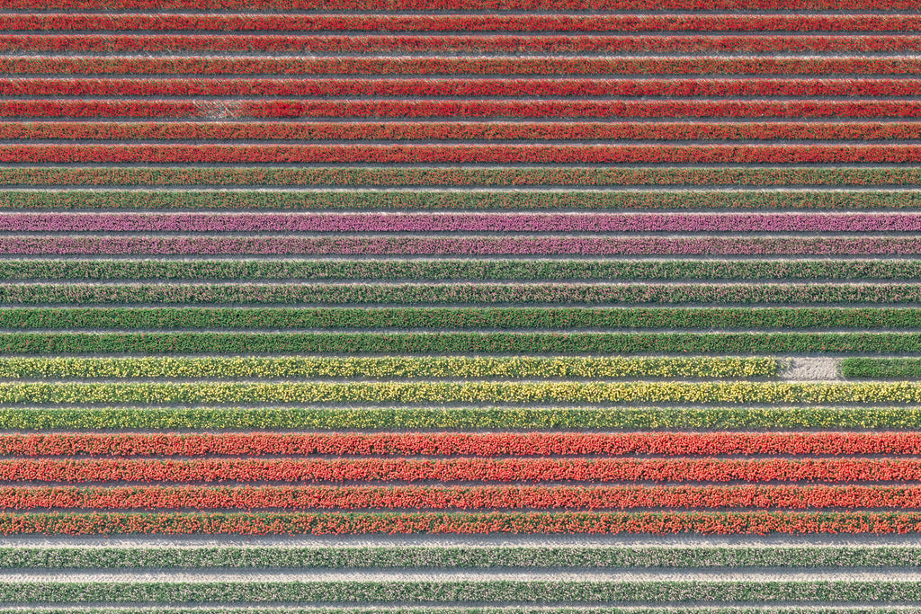 Tulip Rows 4 - Flora Collection - Print by Kate Holstein
